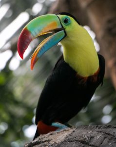 bird, nature, tropical-3433106.jpg